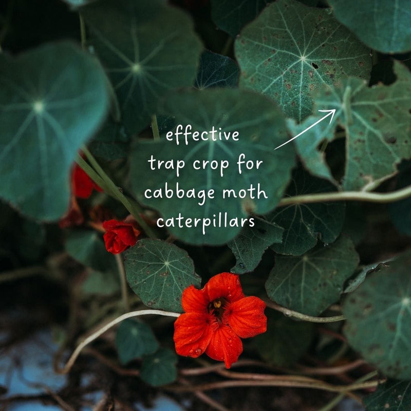 Empress of India Nasturtium