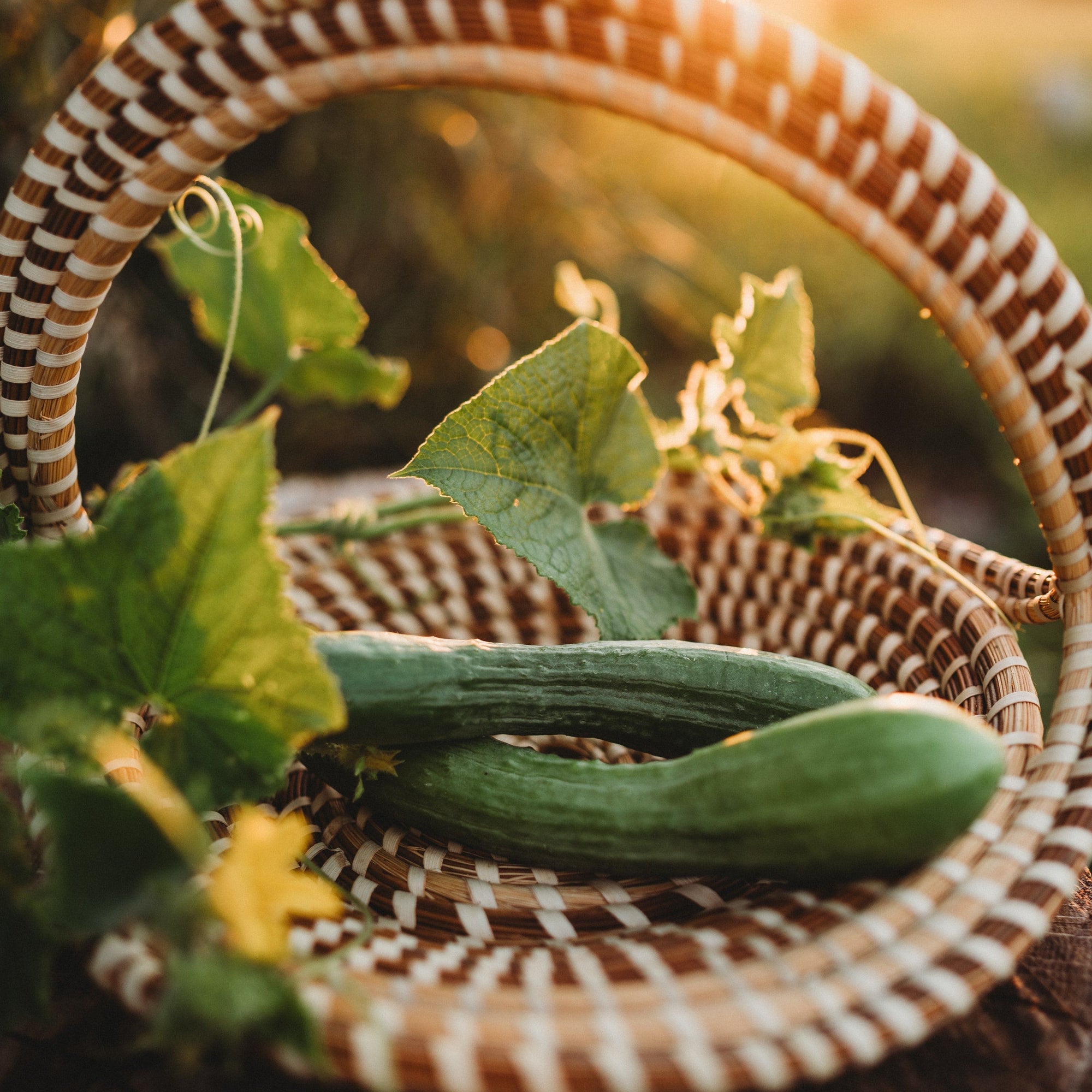 telegraph plant seeds English Telegraph Cucumber, Packet (25 Seeds)