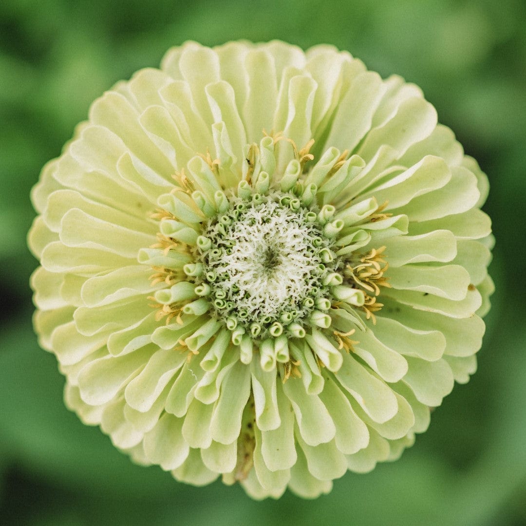 Envy Zinnia Seeds