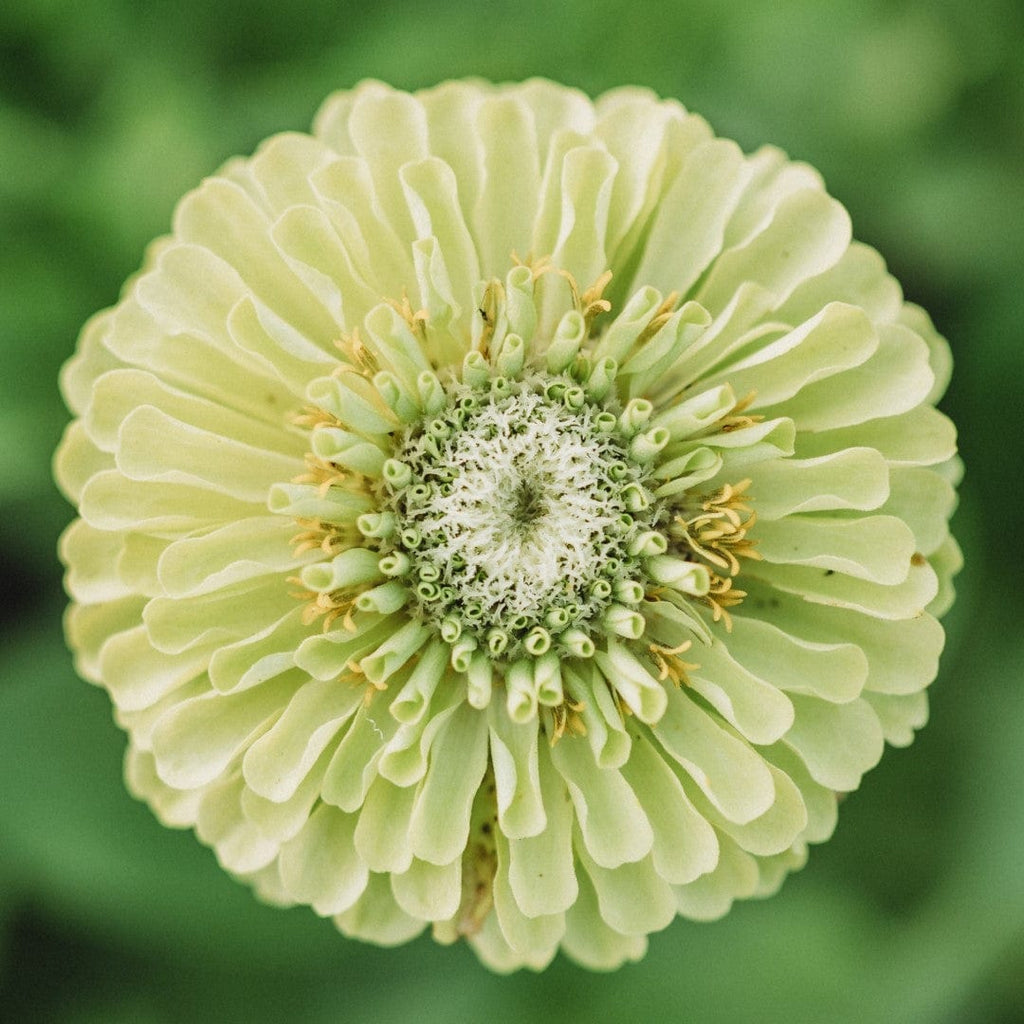 Envy Zinnia Seeds