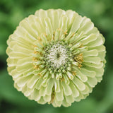 Envy Zinnia Seeds