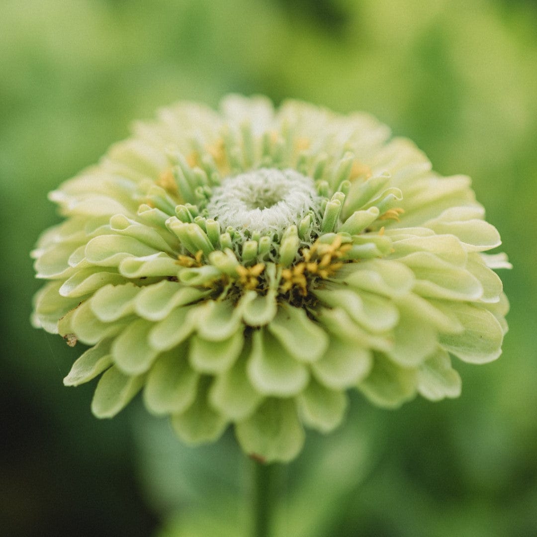 Envy Zinnia Seeds