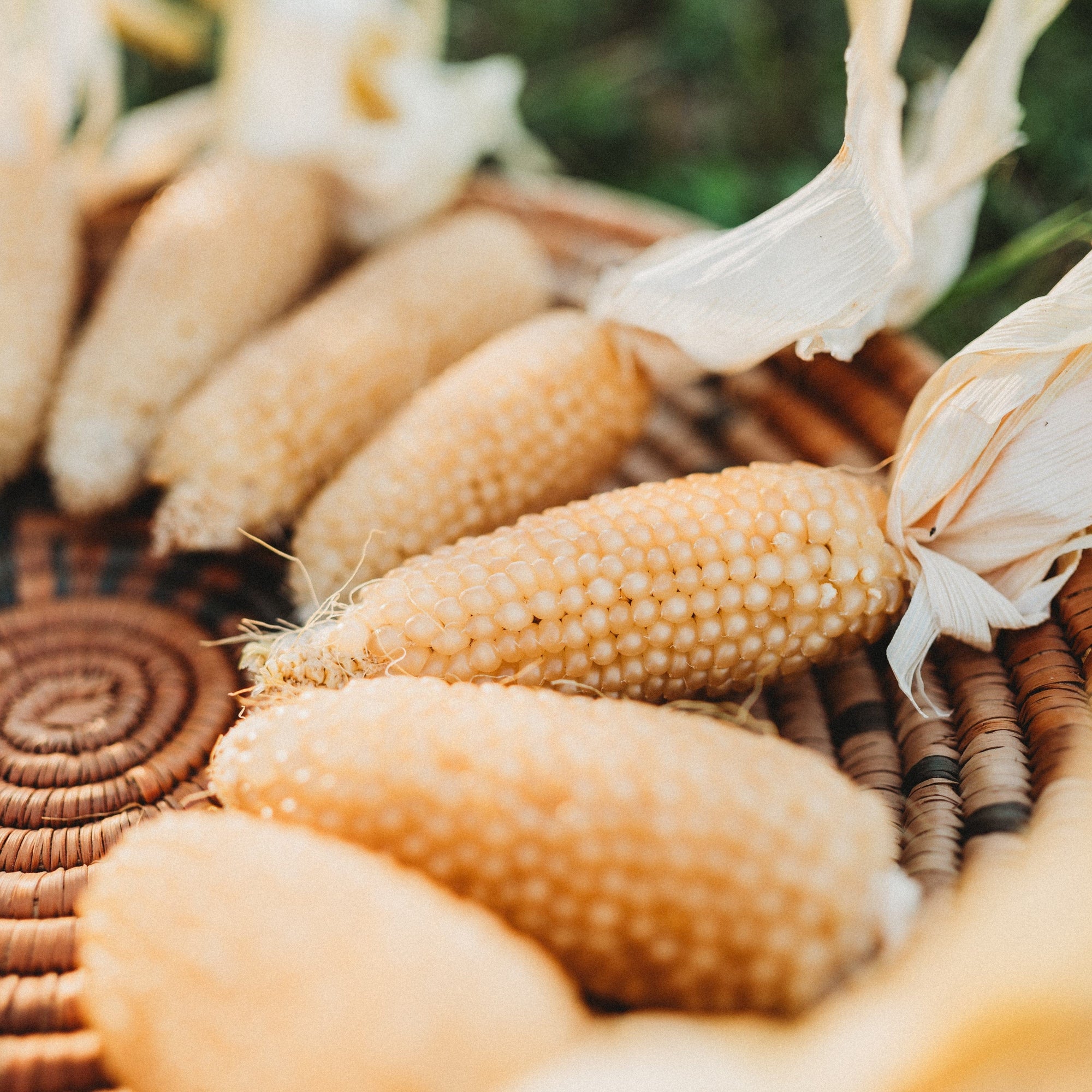white popcorn seeds for planting Faribo Hulless White Popcorn
