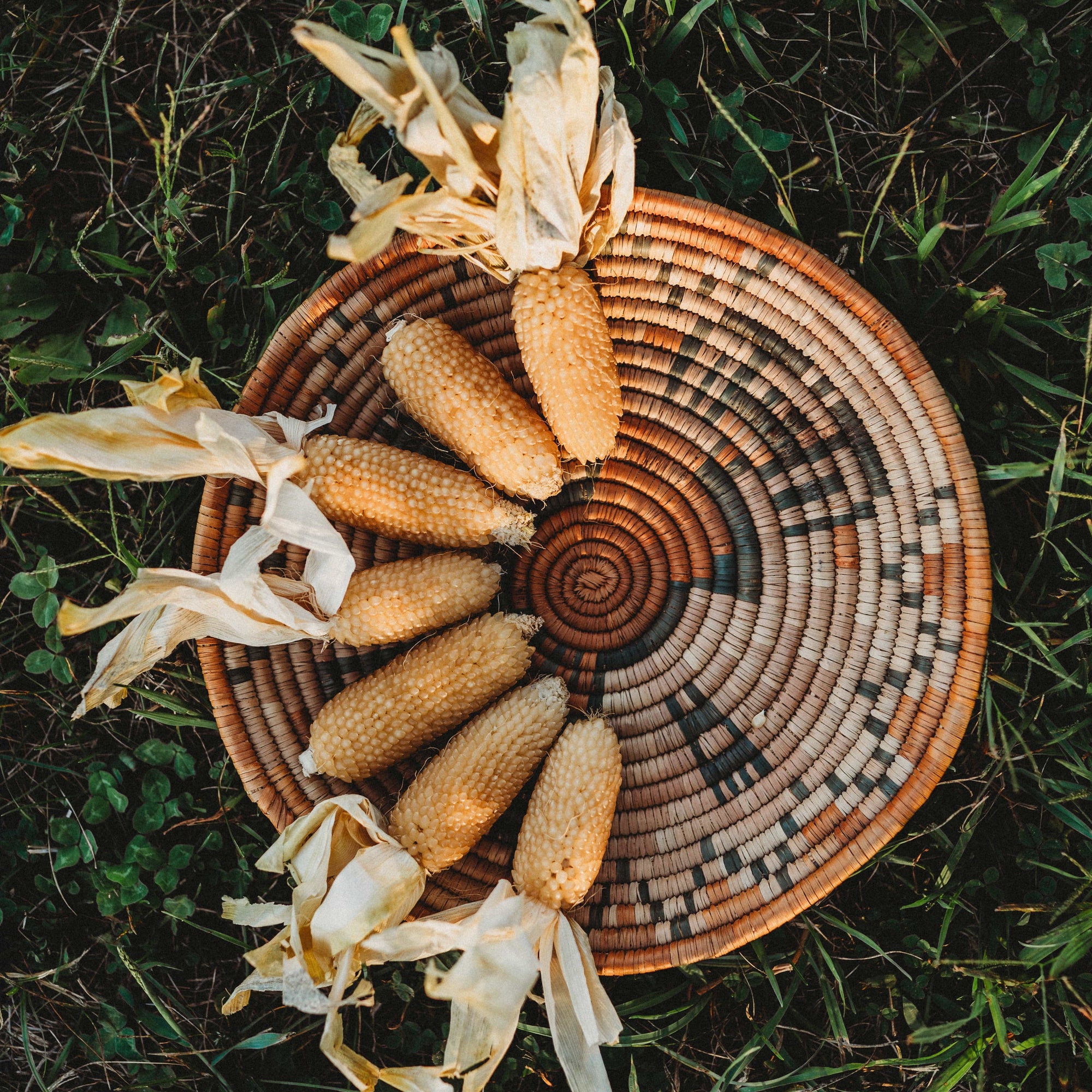 white popcorn seeds for planting Faribo Hulless White Popcorn