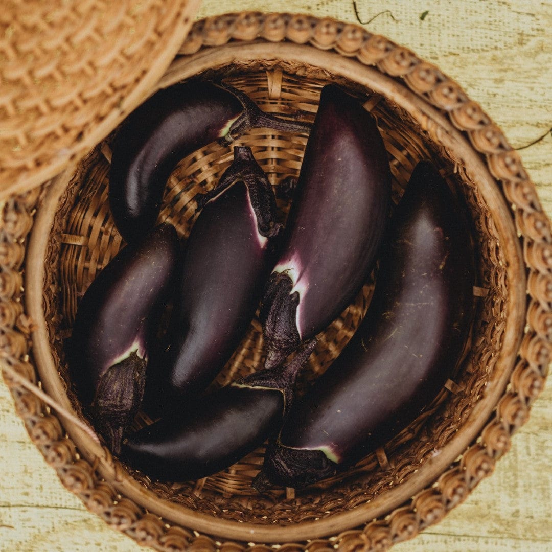 Fengyuan Purple Eggplant - Thresh Seed Co.