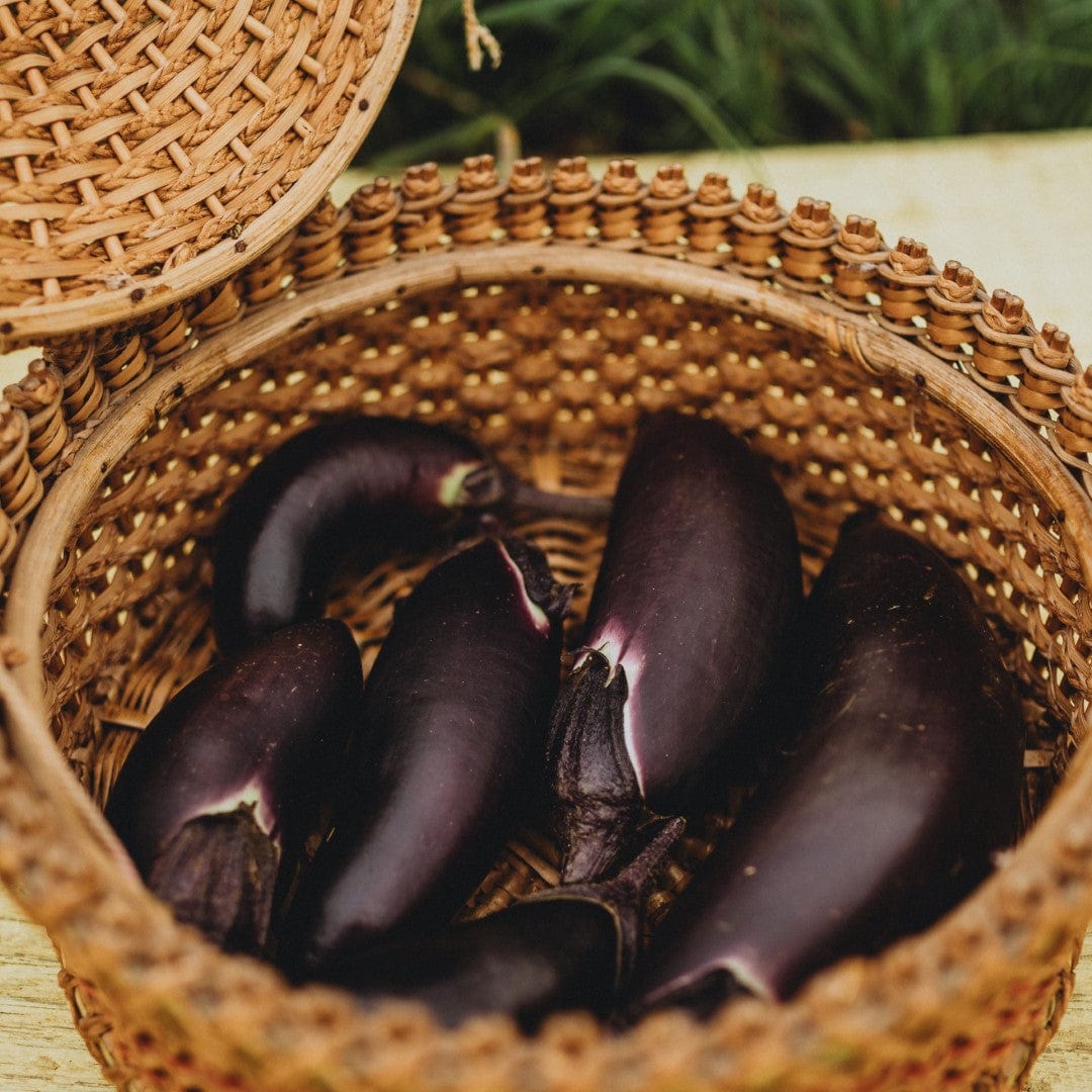 Fengyuan Purple Eggplant