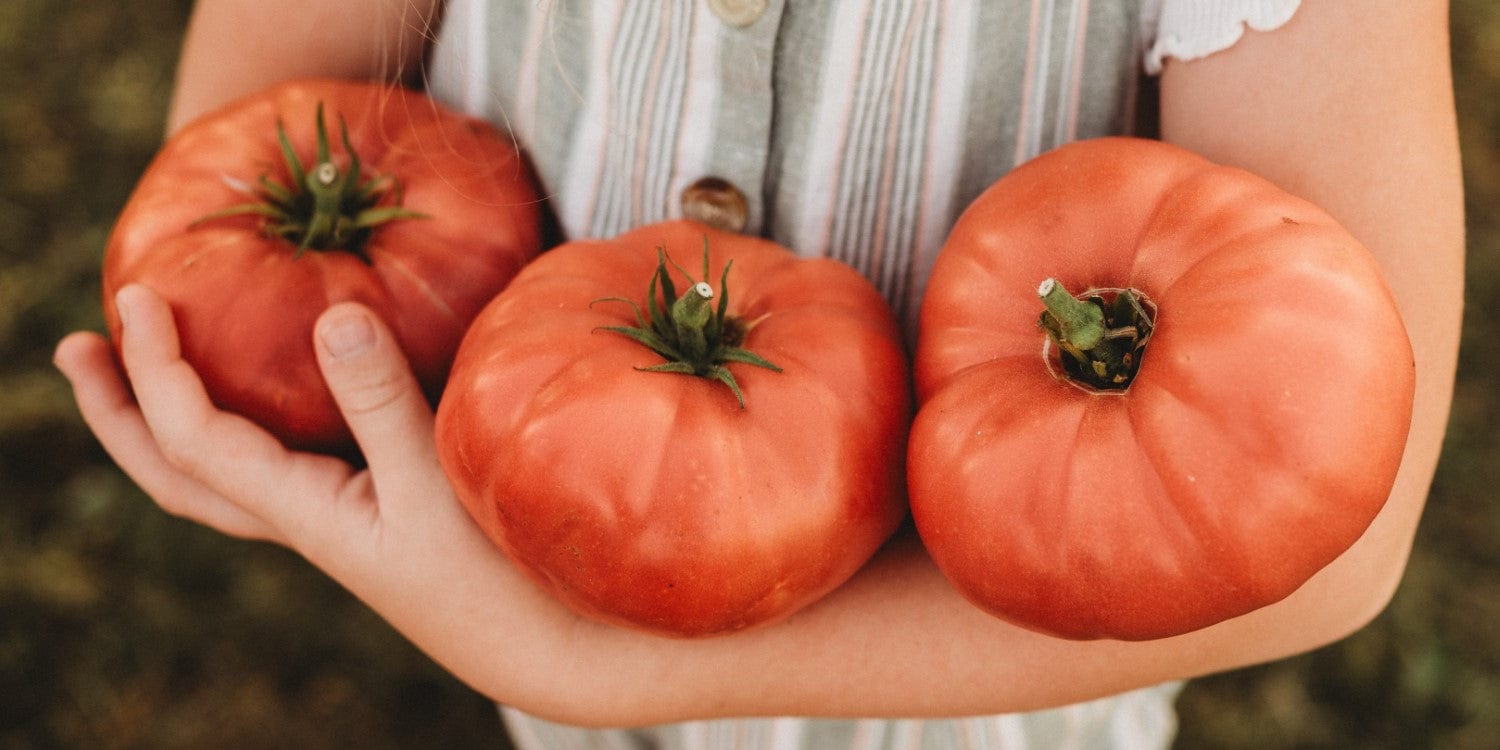 Tomatoes