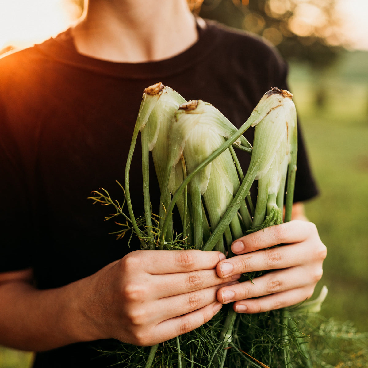 Florence Fennel
