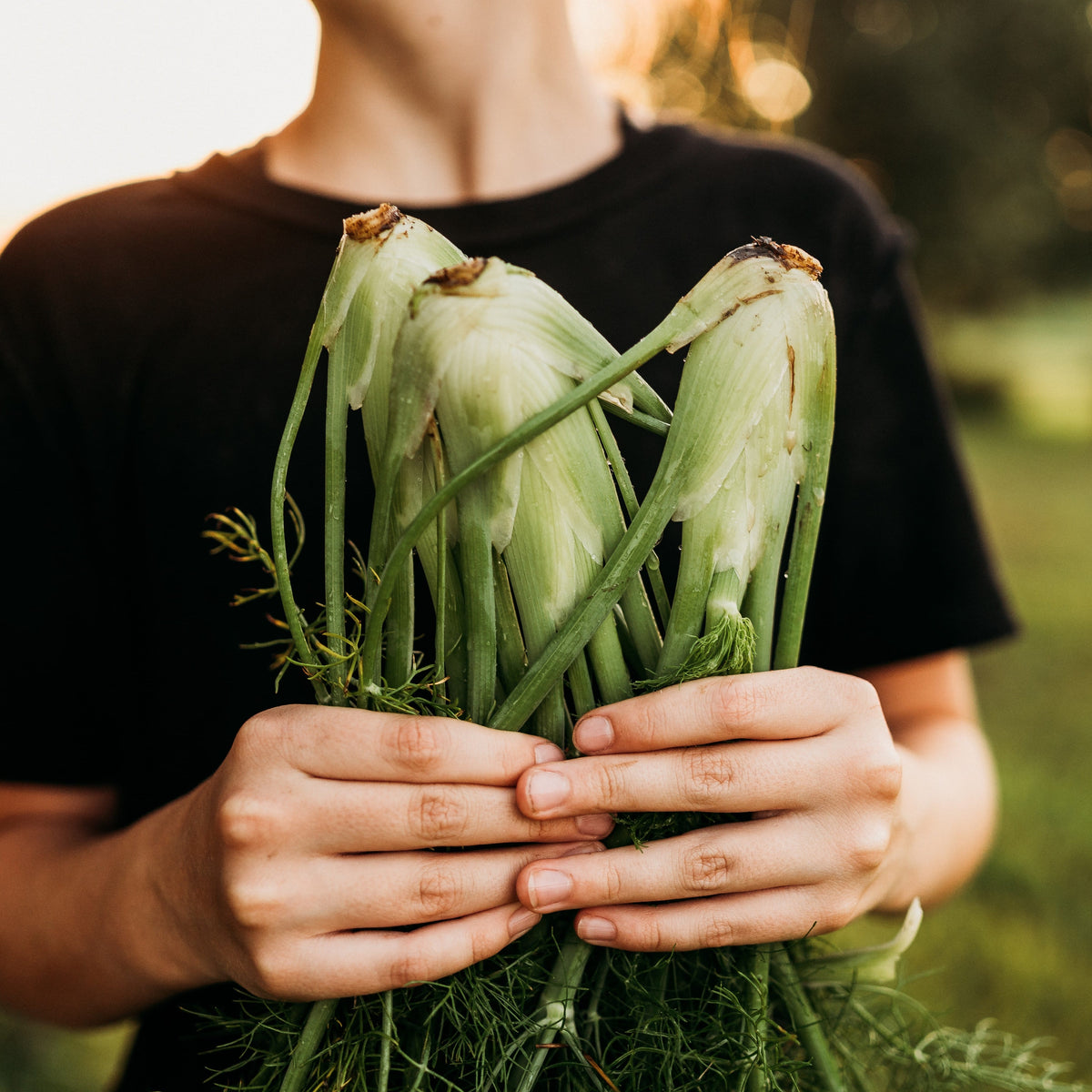 Florence Fennel