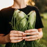 Florence Fennel