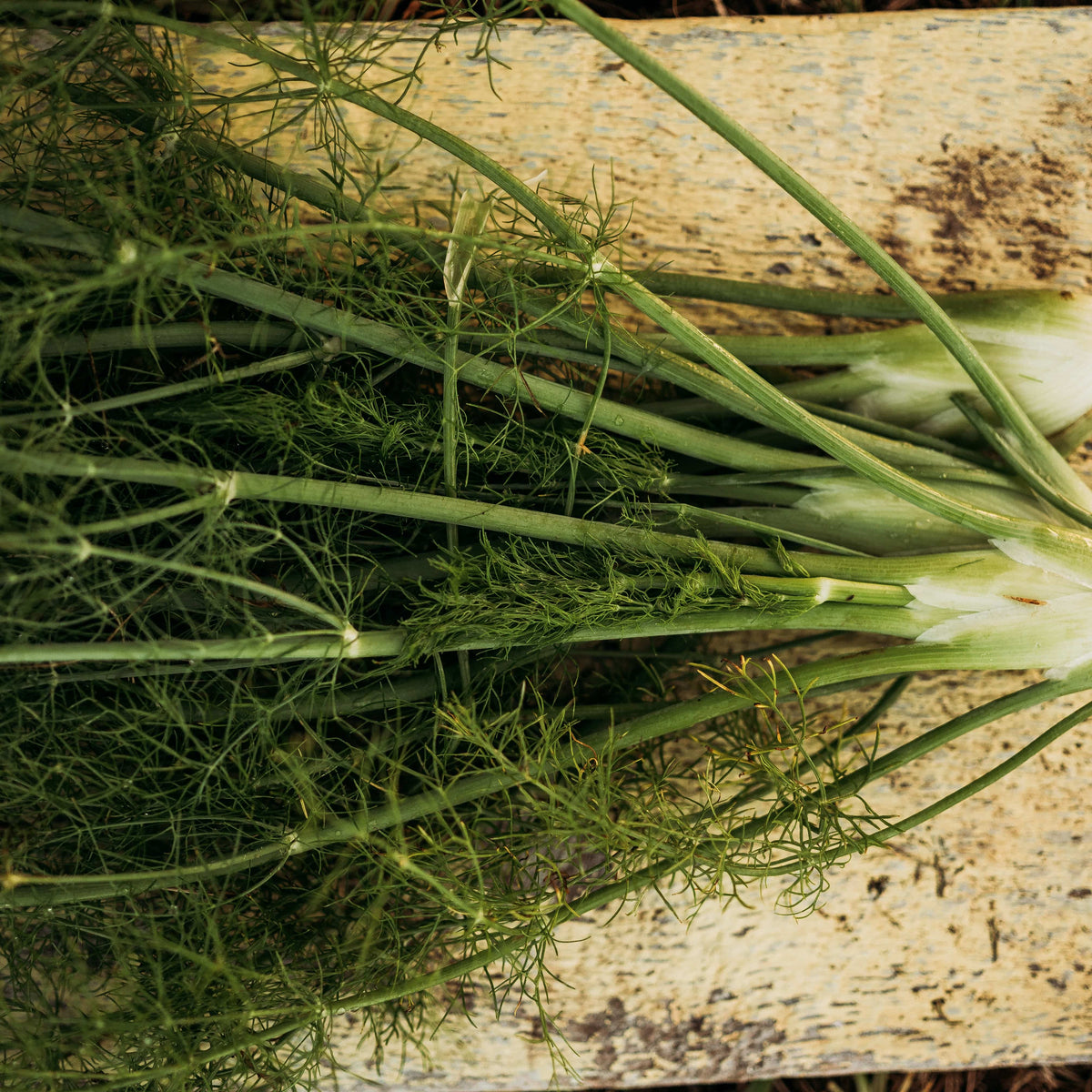 Florence Fennel