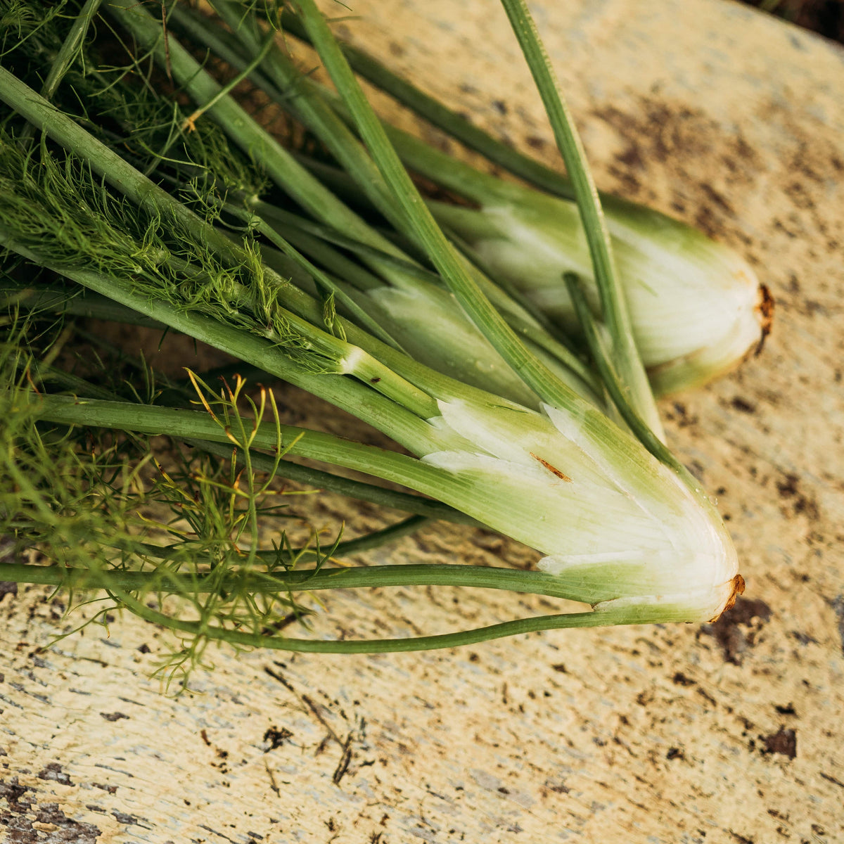 Florence Fennel
