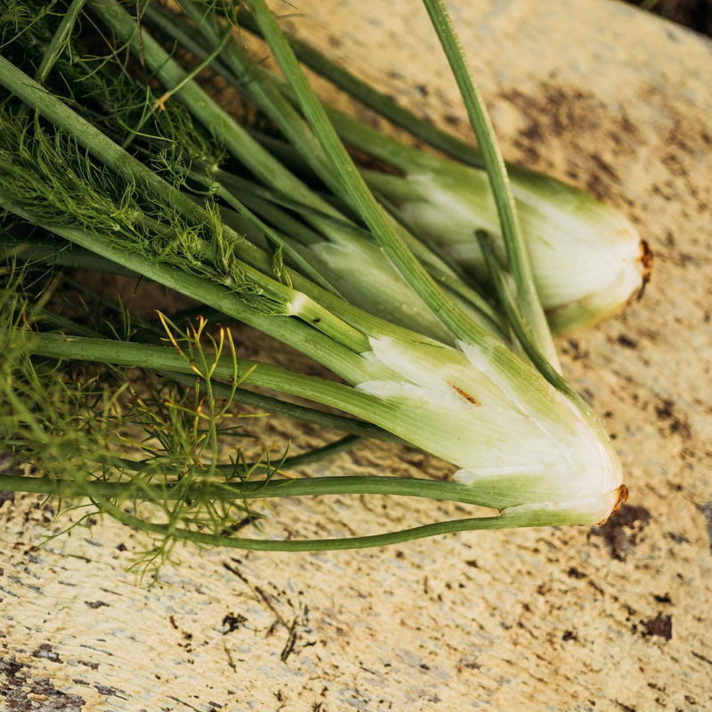 Florence Fennel