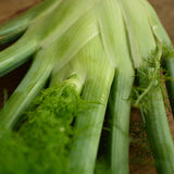 Florence Fennel Seeds