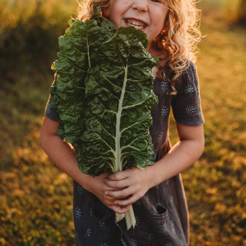 Fordhook Giant Swiss Chard Seeds