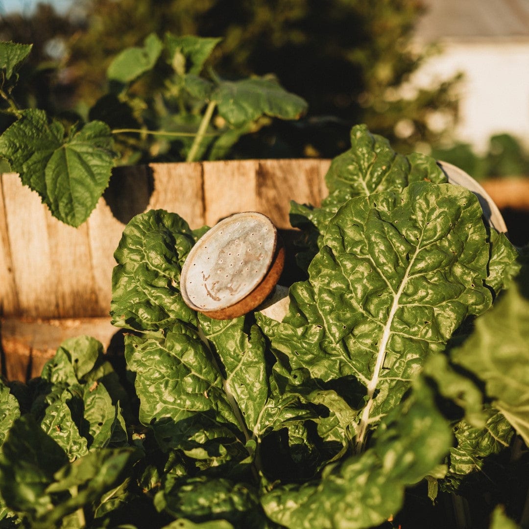 Heirloom Swiss Chard Seeds – Thresh Seed Co.
