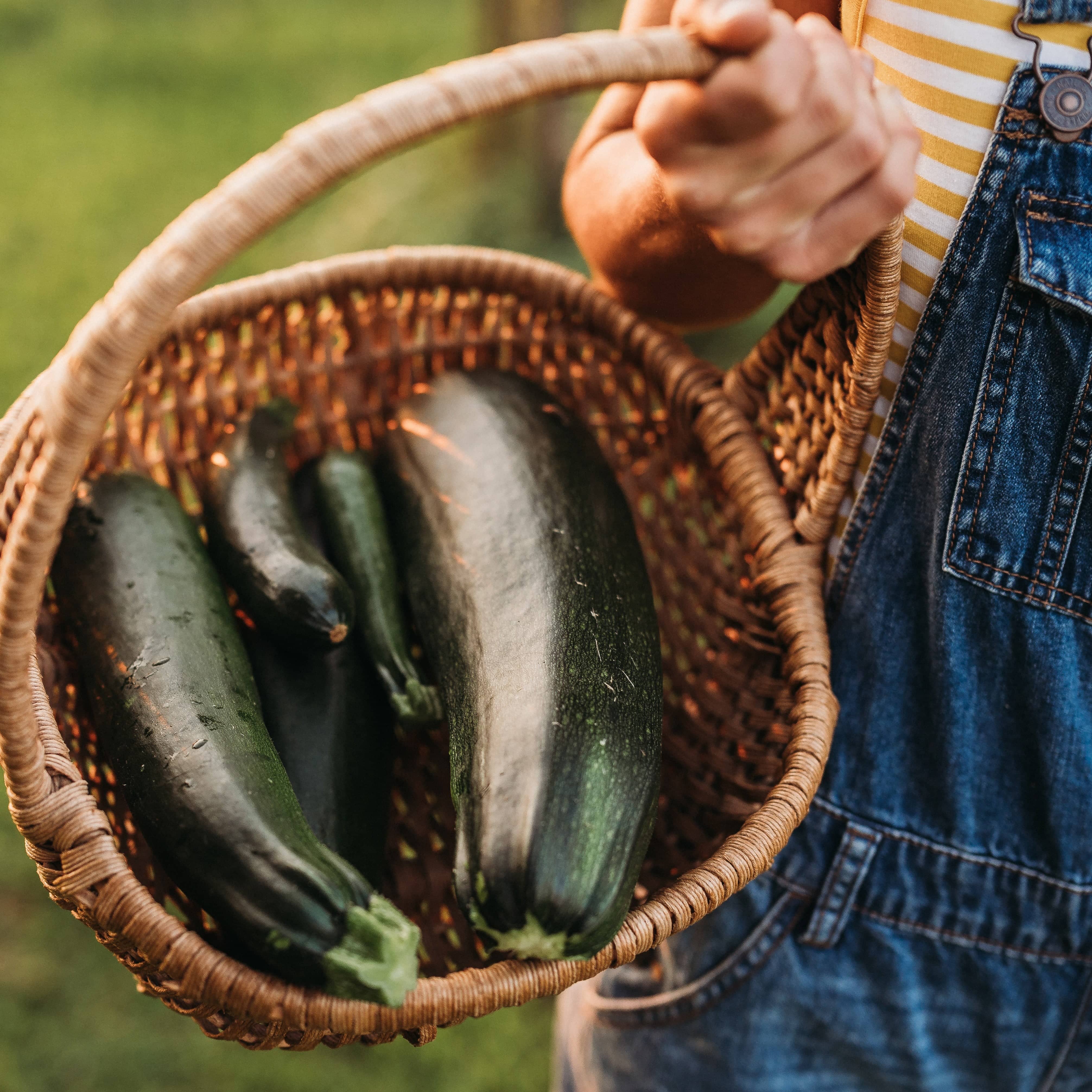 Fordhook Zucchini - Thresh Seed Co.