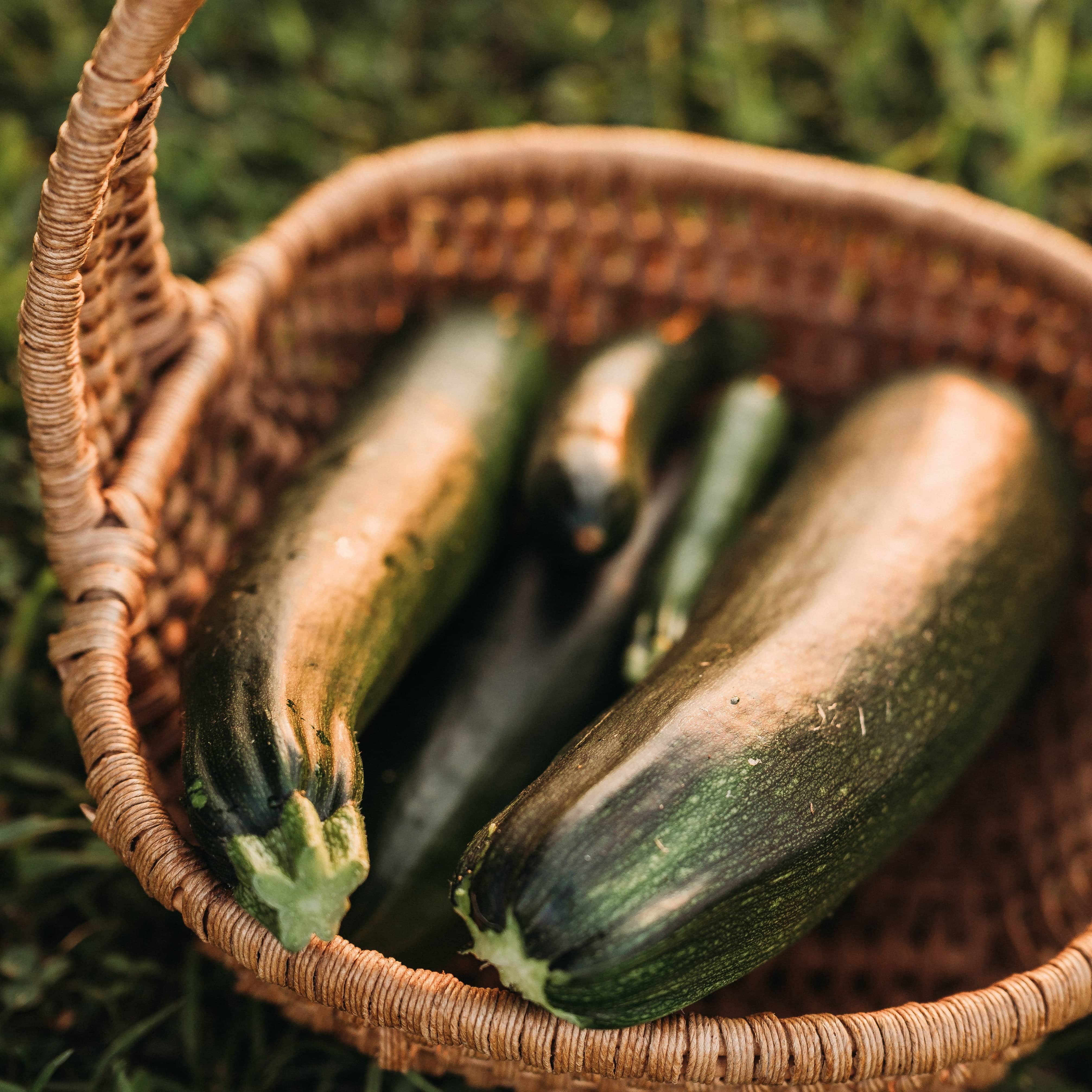 Fordhook Zucchini - Thresh Seed Co.