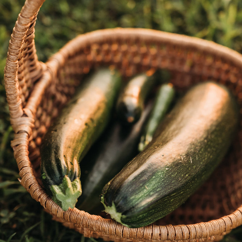 Fordhook Zucchini