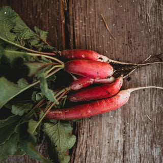 French Breakfast Radish