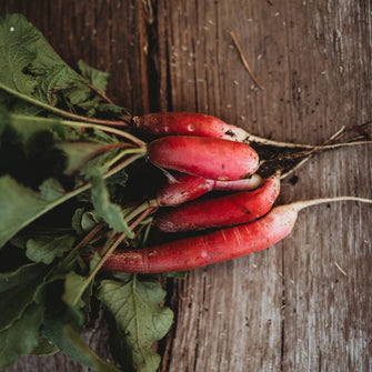 French Breakfast Radish