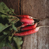 French Breakfast Radish