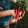 French Breakfast Radish