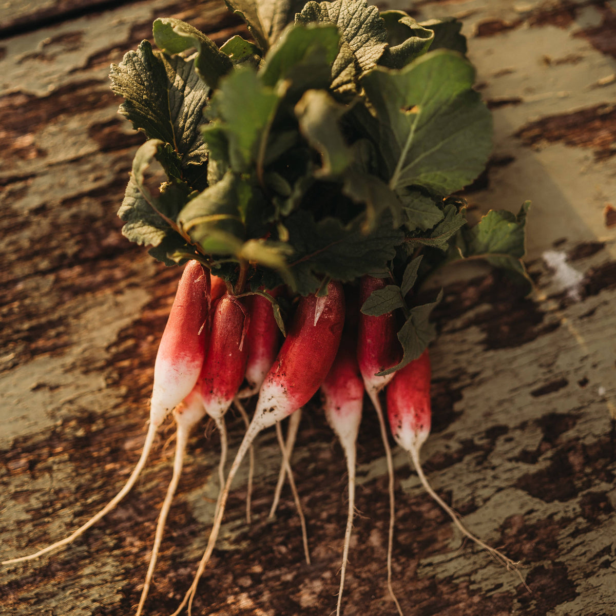 French Breakfast Radish