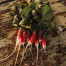 French Breakfast Radish