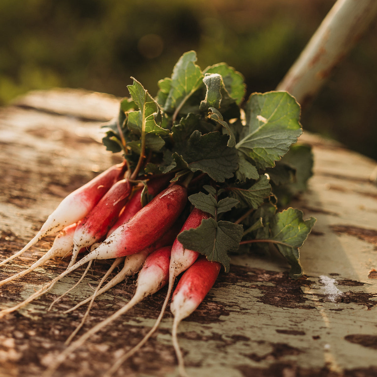 French Breakfast Radish