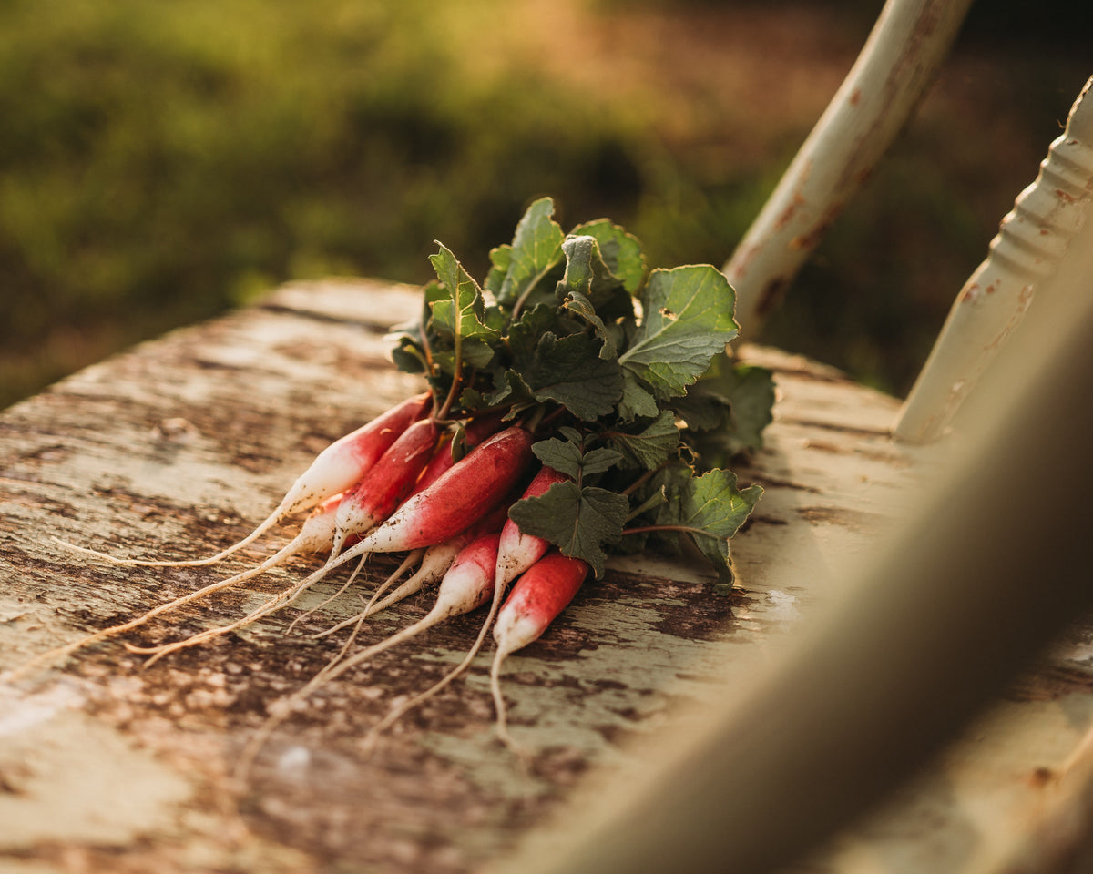 French Breakfast Radish