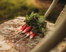 French Breakfast Radish