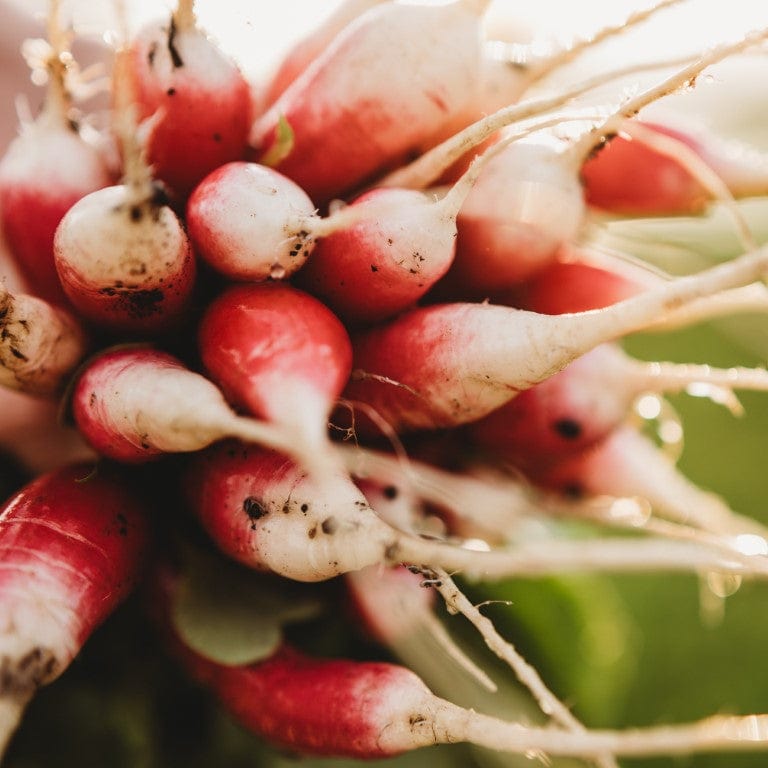 French Breakfast Radish Seeds
