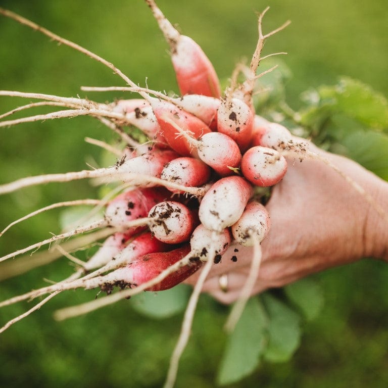 French Breakfast Radish Seeds