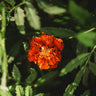 French Marigold