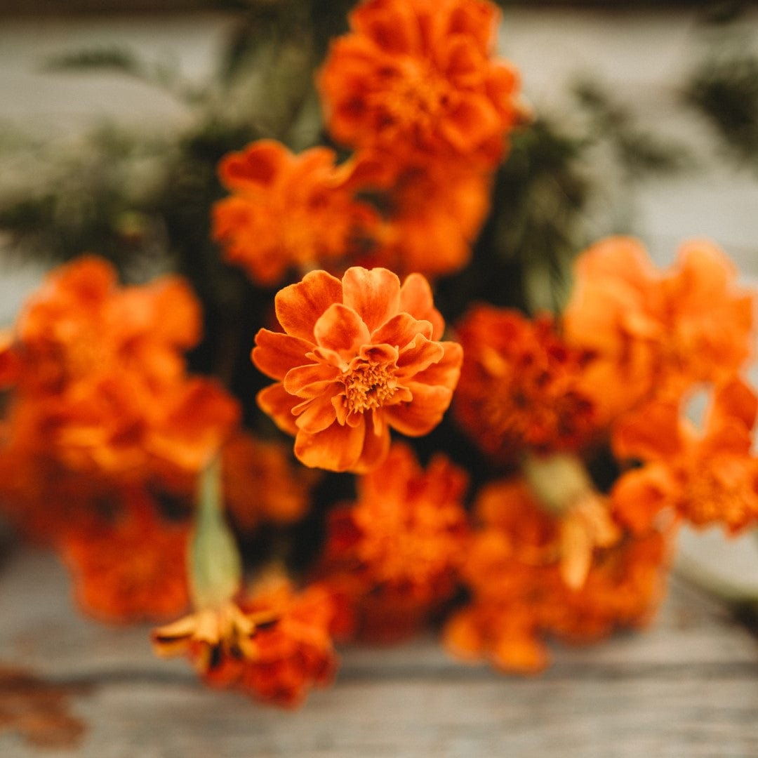 French Marigold Sparky Mix