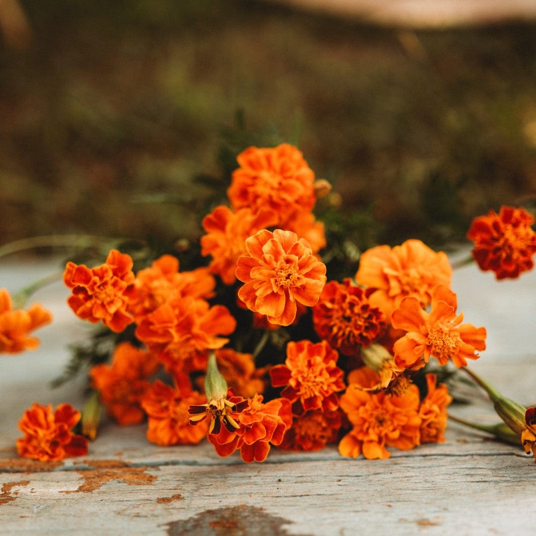 French Marigold Sparky Mix