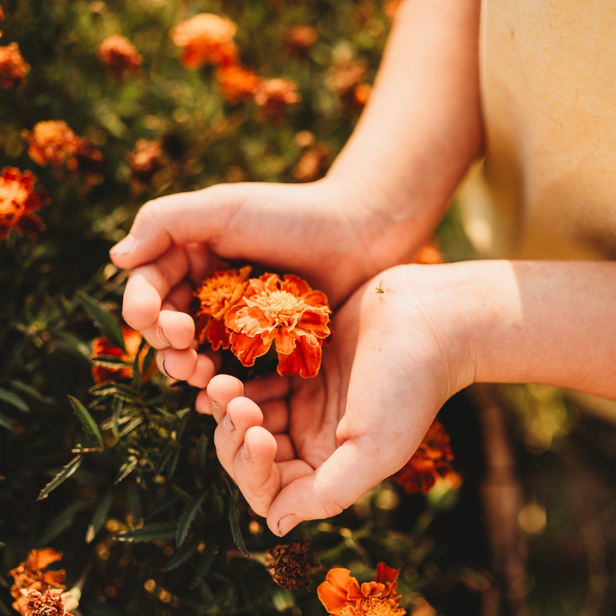 marigold seeds to flower French Marigold, Packet (250 Seeds)