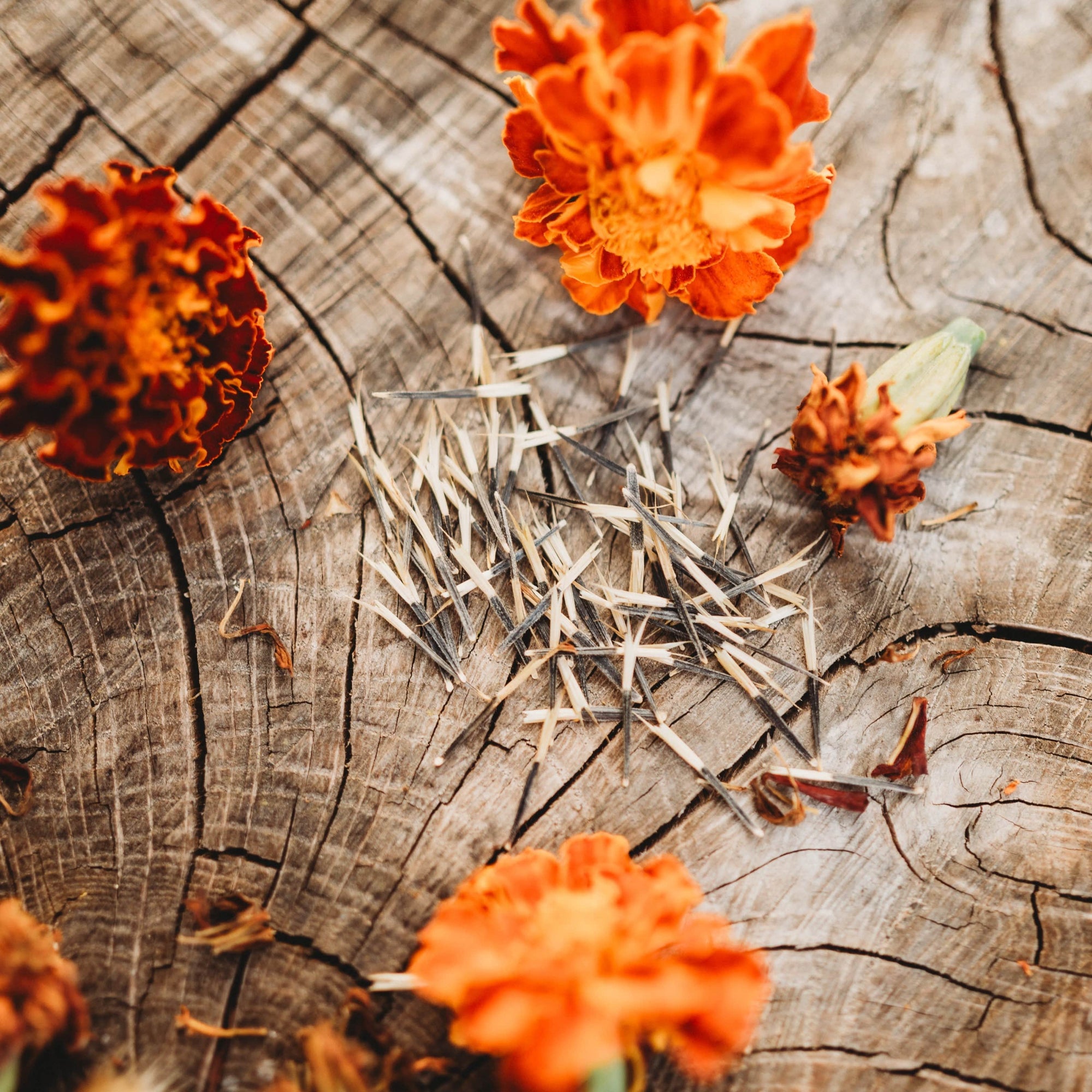 french marigold seed germination French Marigold Seeds