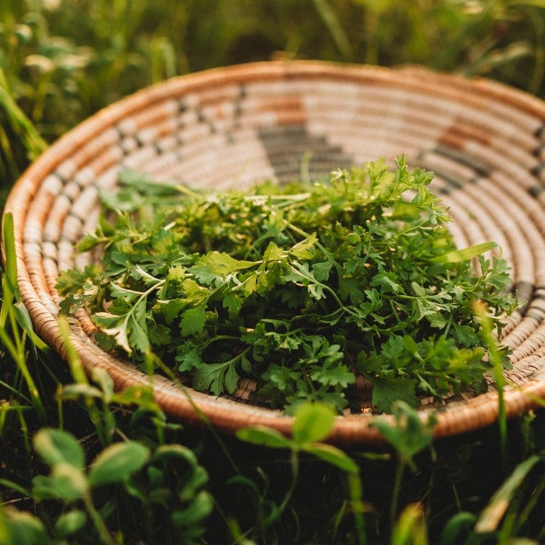 Garden Cress