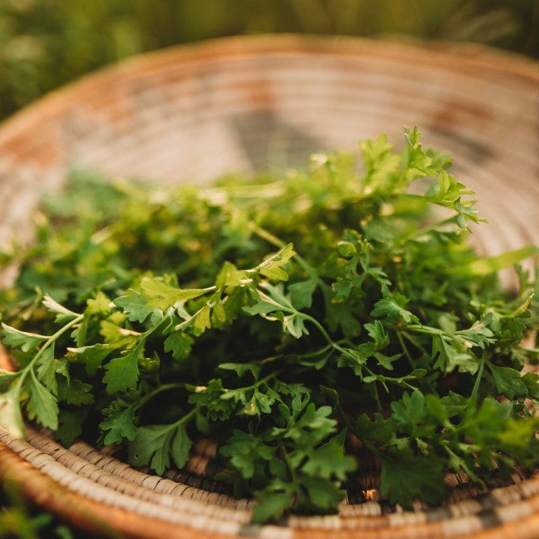 cress plant seeds Garden Cress, Packet (300 Seeds)