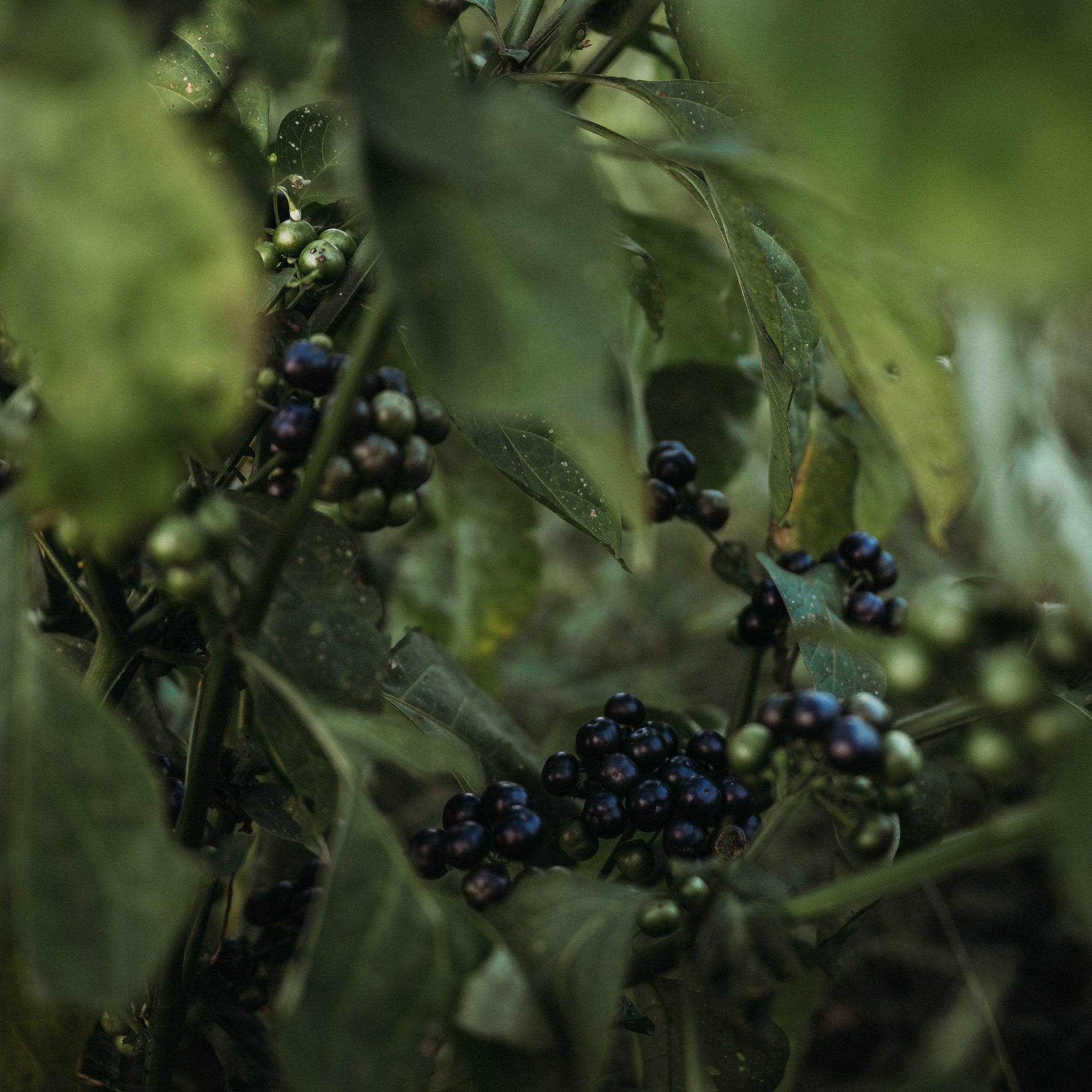 planting huckleberry seeds Garden Huckleberry, Packet (50 Seeds)