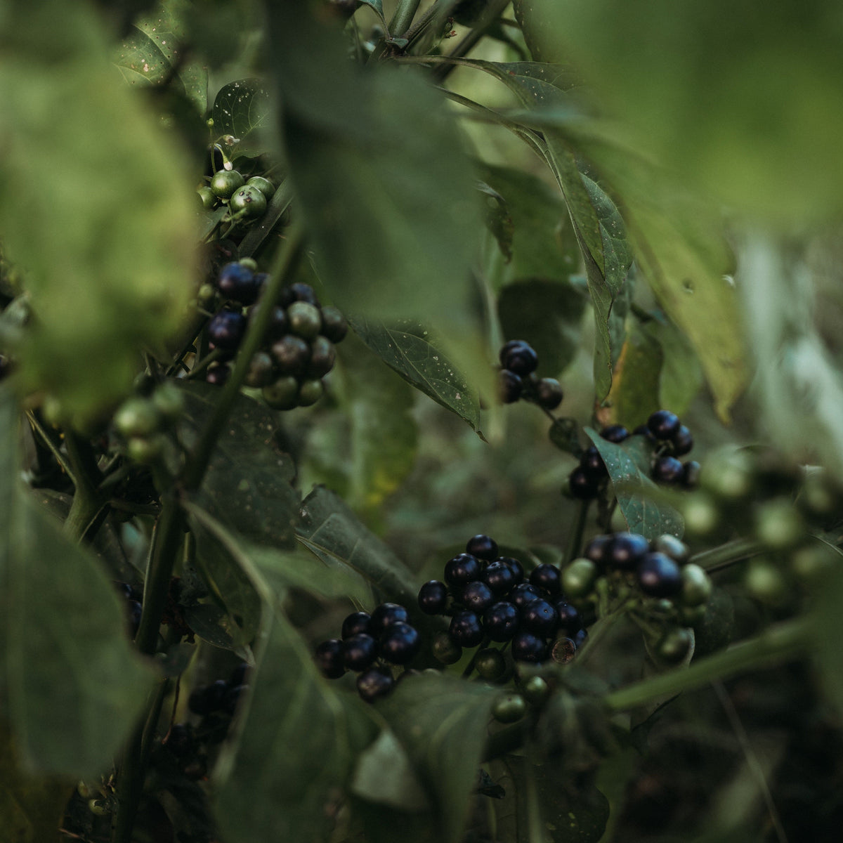 Garden Huckleberry