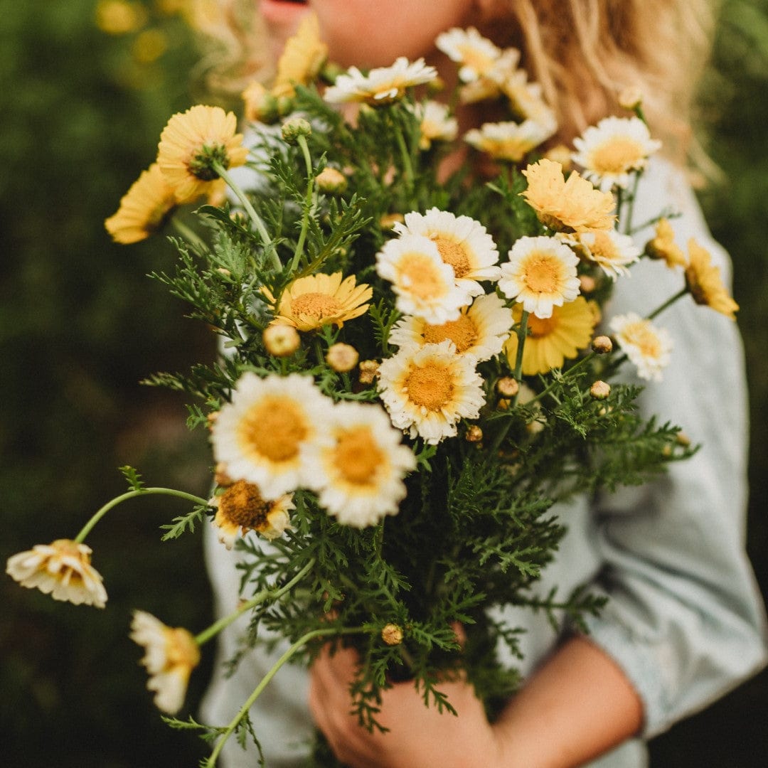 Garland Daisy (Crown Daisy)