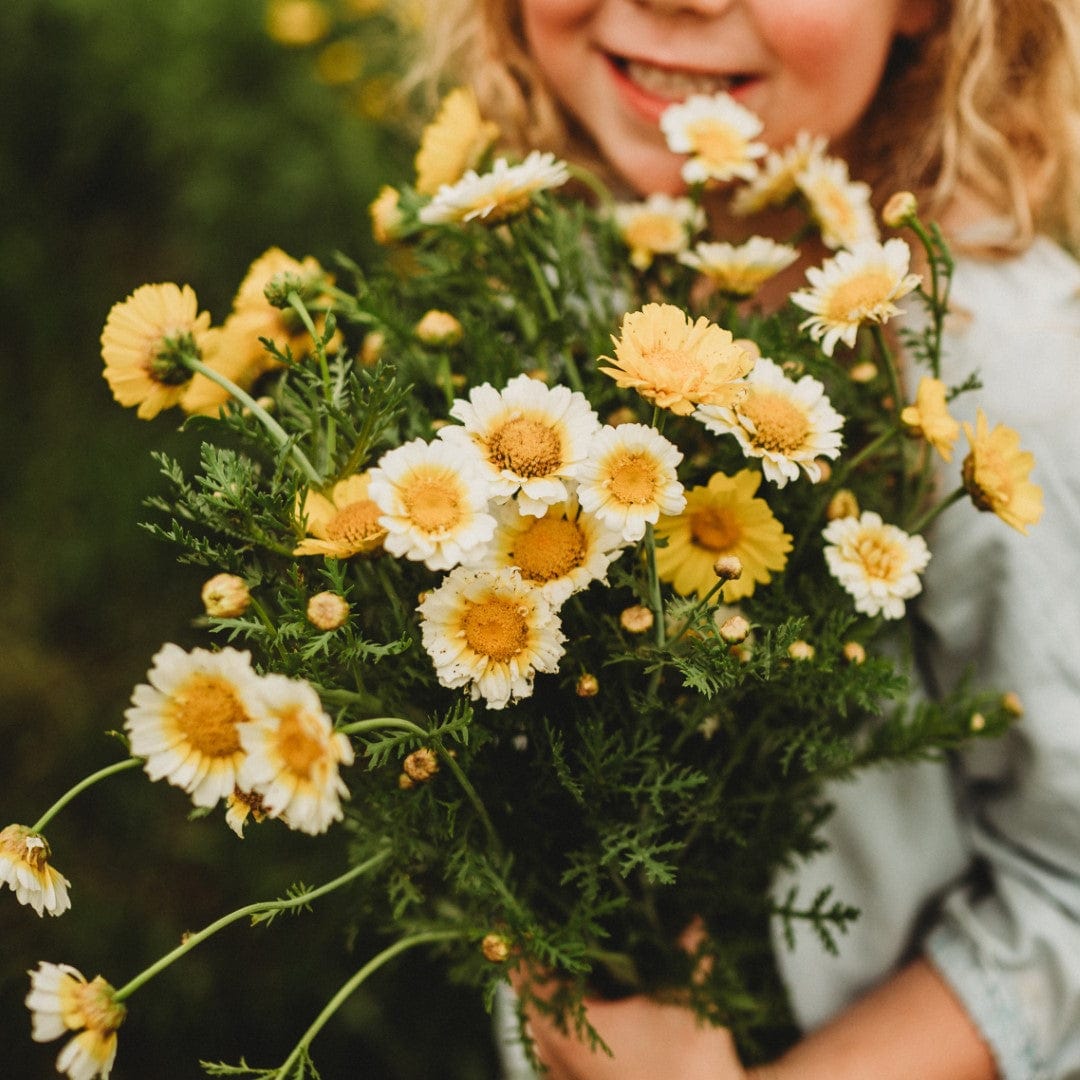 Garland Daisy (Crown Daisy)