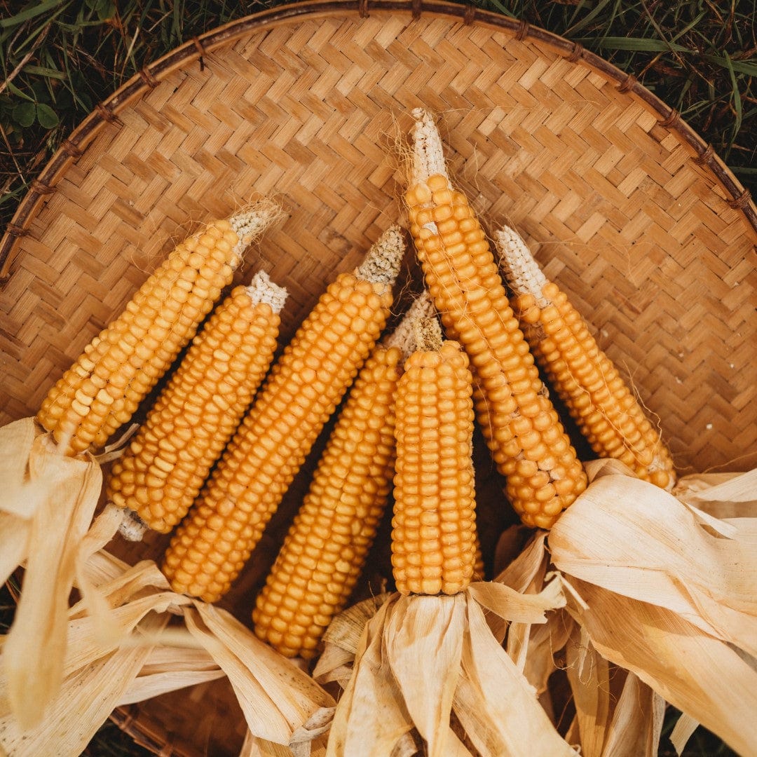 Gehu Early Yellow Flint Corn