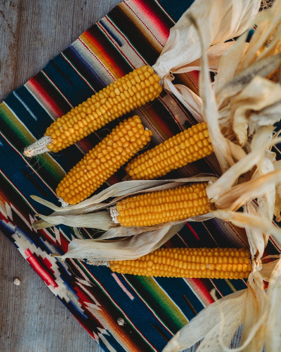 Gehu Early Yellow Flint Corn