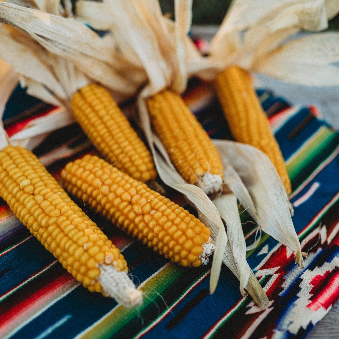 Gehu Early Yellow Flint Corn