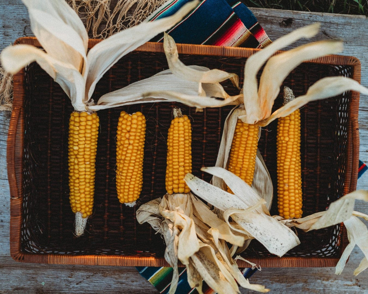 Gehu Early Yellow Flint Corn