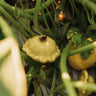Gelber Englischer Custard Squash